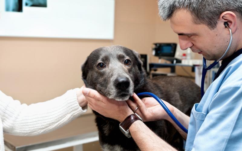 Veterinarians will increase by 36 percent by 2020. They are paid a median $82,040.